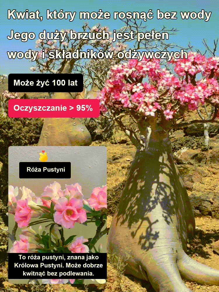 Przy odpowiednim nawadnianiu cebulki róży pustynnej mogą żyć nawet 100 lat.