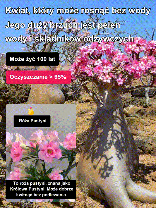 Przy odpowiednim nawadnianiu cebulki róży pustynnej mogą żyć nawet 100 lat.
