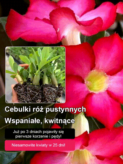 Przy odpowiednim nawadnianiu cebulki róży pustynnej mogą żyć nawet 100 lat.