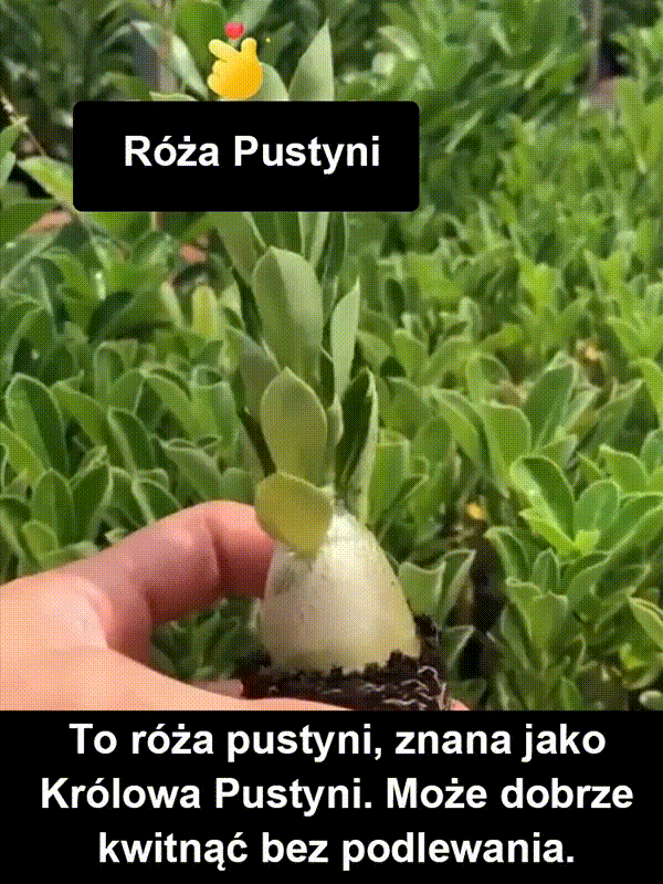 Przy odpowiednim nawadnianiu cebulki róży pustynnej mogą żyć nawet 100 lat.
