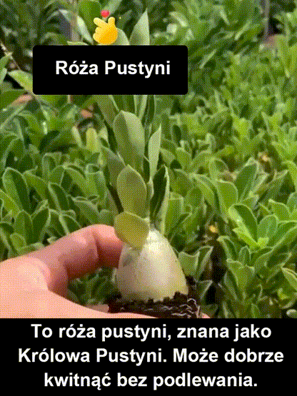 Przy odpowiednim nawadnianiu cebulki róży pustynnej mogą żyć nawet 100 lat.