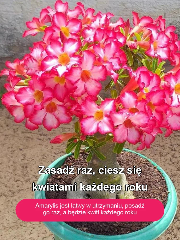 Przy odpowiednim nawadnianiu cebulki róży pustynnej mogą żyć nawet 100 lat.
