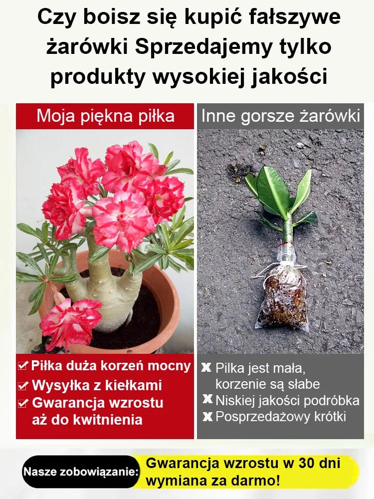 Przy odpowiednim nawadnianiu cebulki róży pustynnej mogą żyć nawet 100 lat.